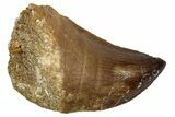 Fossil Mosasaur (Thalassotitan) Tooth - Morocco #345135-1